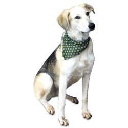 Pet shop remedy bandana